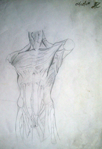 anatomy 08